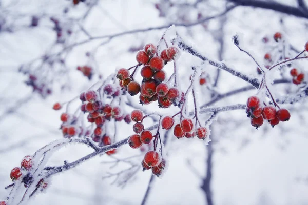 stock image Wild ash