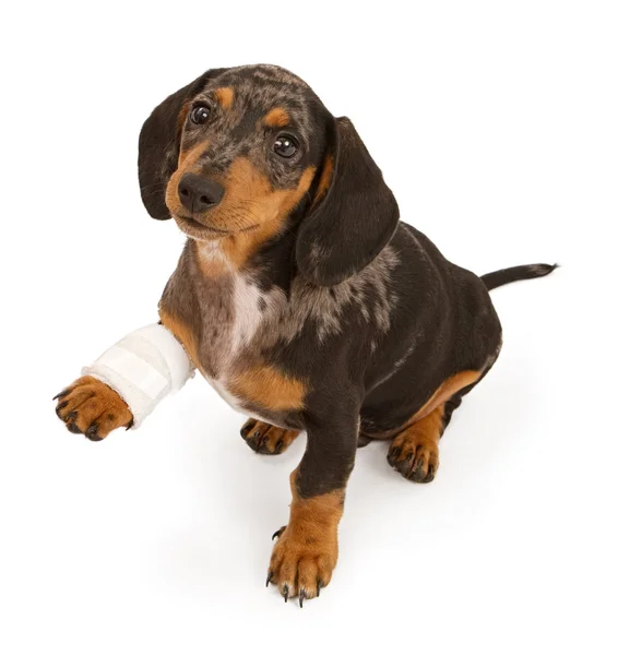 Cucciolo bassotto con gamba ferita isolato su bianco — Foto Stock