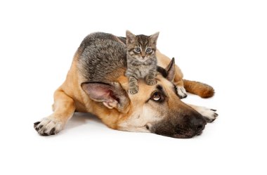 Kitten laying on German Shepherd clipart