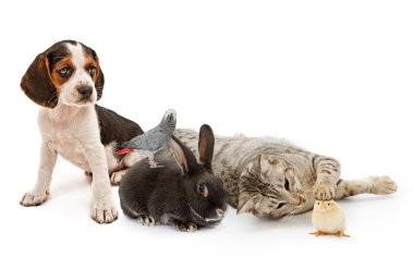 Group of common household pets clipart