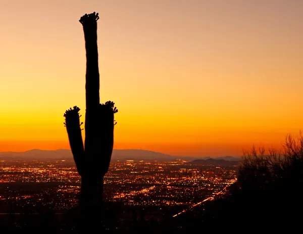 Sonnenuntergang auf Phönix mit Saguaro-Kaktus — Stockfoto