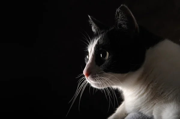 Gato feliz bonito preto e branco no fundo preto — Fotografia de Stock
