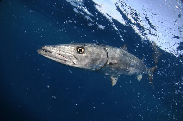 Barracuda pesci che nuotano nell'acqua blu dell'oceano — Foto Stock