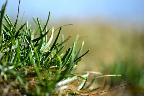 stock image A tuft of grass