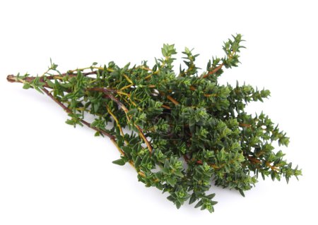 Thym frais 