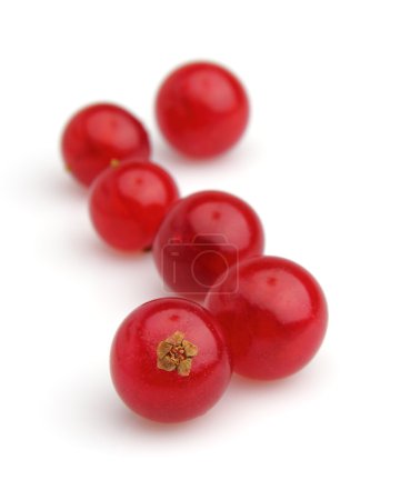 Cassis en gros plan 