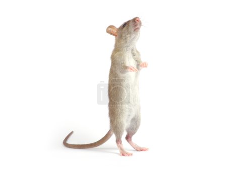 Rat sur blanc 