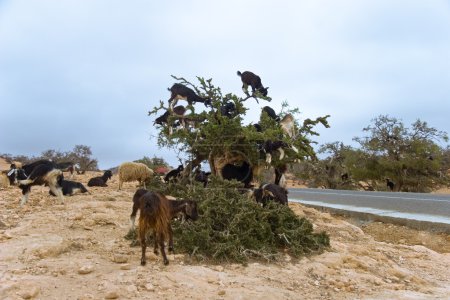 Chèvres marocaines 