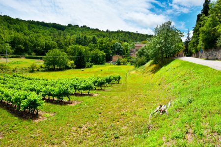 vignoble