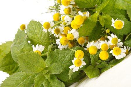 Camomilles et menthe 