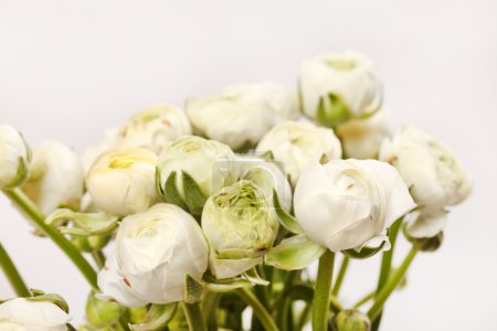 Ranunculus blanc 