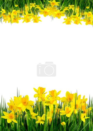fleurs de printemps et herbe