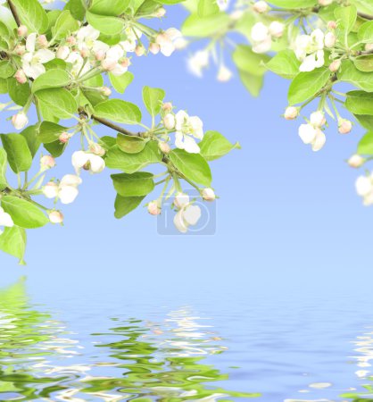 Fleurs de pomme 