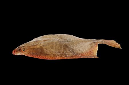 Poisson plat .