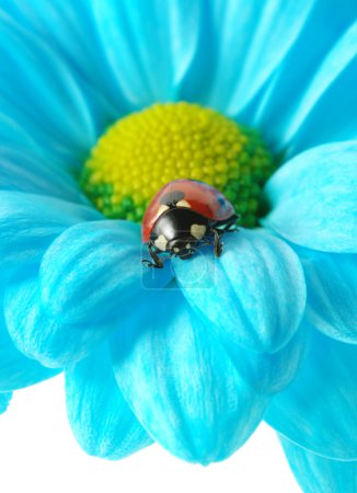 Coccinelle