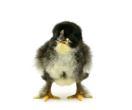 Petit poulet 