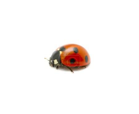 Coccinelle rouge 