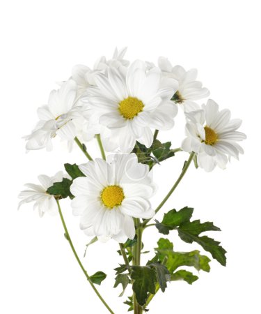 Marguerites fraîches sur fond blanc .