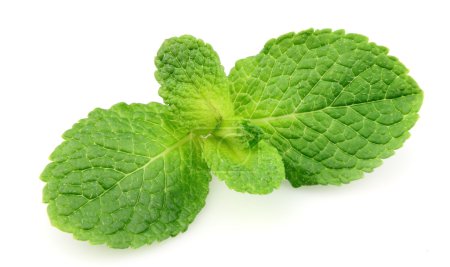 Menthe fraîche 