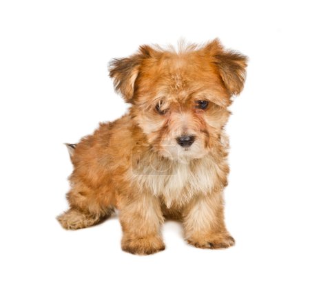 Chiot yorkshire terrier sur le fond blanc