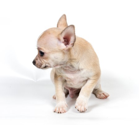 chihuahua chiot en face de fond blanc