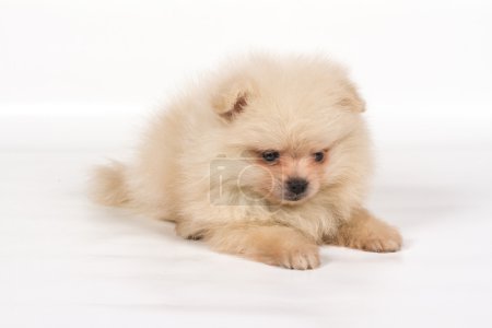 Chiot Spitz Poméranien sur fond blanc