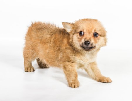 Chiot Spitz devant fond blanc. Isolat Poméranien pour chien 