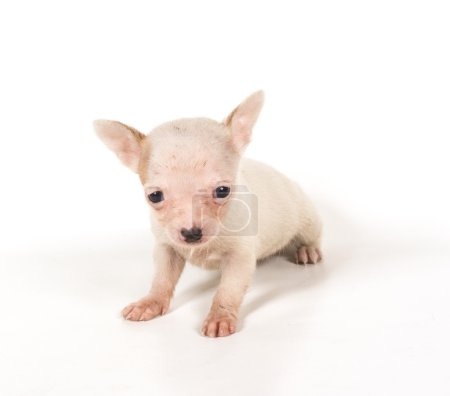 Chiot chihuahua 