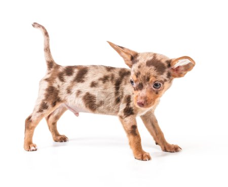 Toy Terrier sur fond blanc 