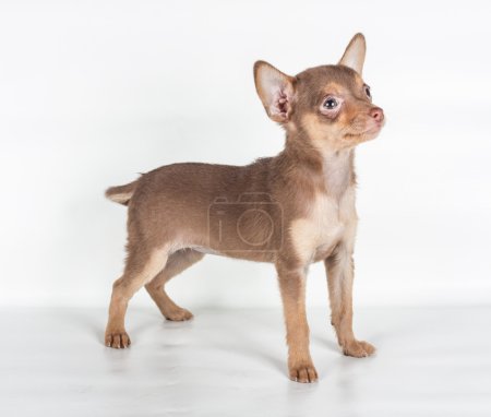 Jouet russe terrier sur fond blanc 