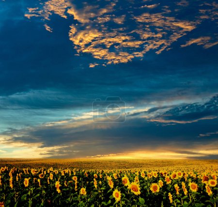 Champ de tournesols