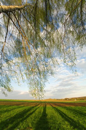 Branches d'arbres 