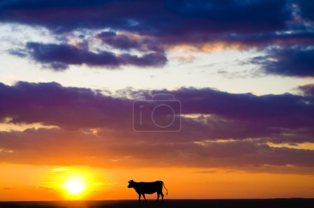 Vache au coucher du soleil 