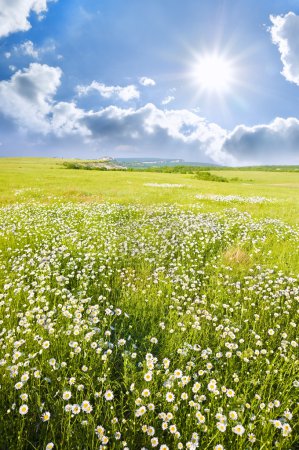 Grand champ de fleurs au lever du soleil .