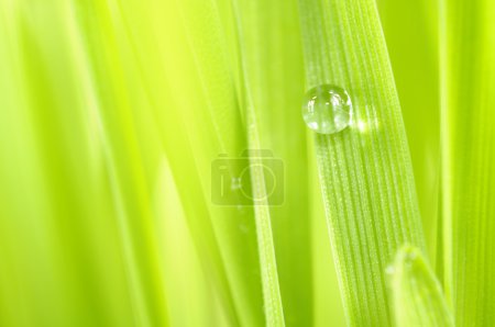 Goutte de rosée sur herbe verte 
