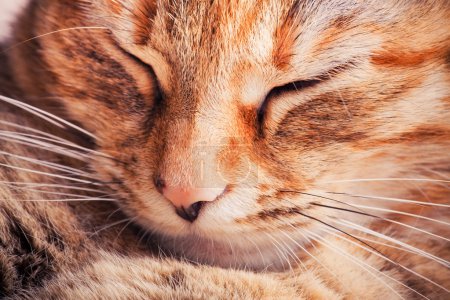 Portrait de chat Tabby 