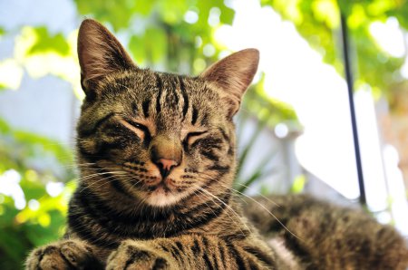 Le chat 