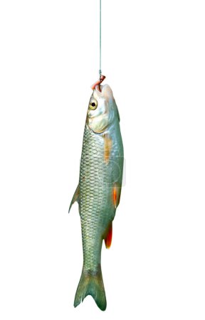 Poisson sur un hameçon isolé 