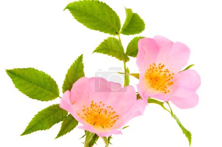 hanches de fleurs isolées 