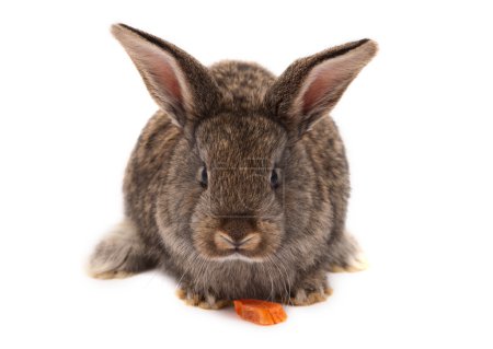 Lapin isolé 