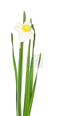 Narcisse 