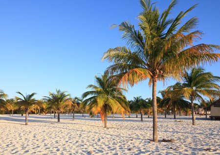 Des palmiers sur le sable blanc. Playa Sirena. Cayo Largo. Cuba .