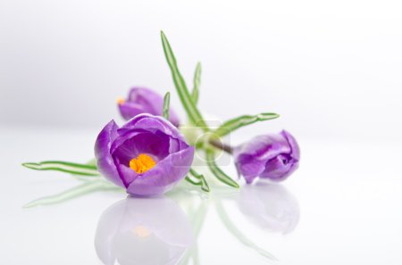 Belle crocus violet 