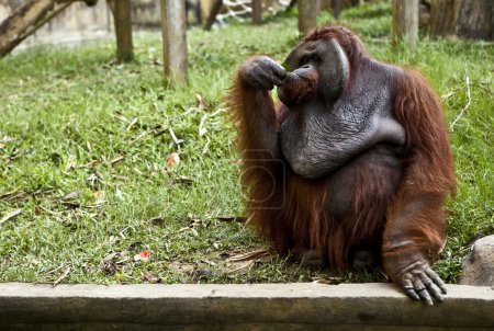 Singe. Bali un zoo. Indonésie .