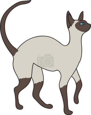Chat siamois 