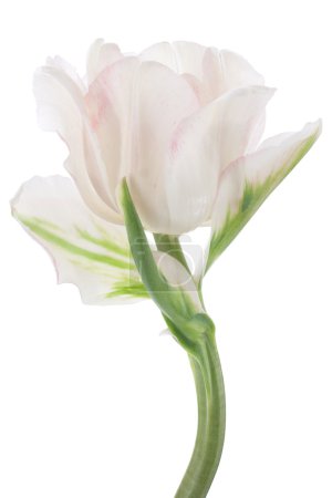 Fleurs de tulipes 