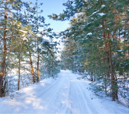 Forêt route d'hiver couverte de neige 