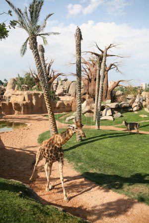 Girafe en bioparc Valence 