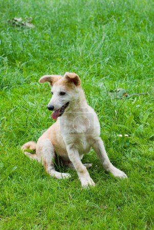 Le chien sur une herbe