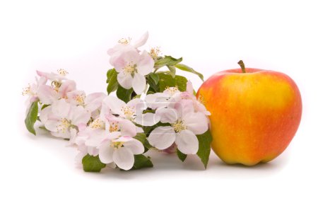 Rouge mûr La pomme et le pommier fleurissent sur un fond blanc